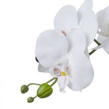 Load image into Gallery viewer, Everlasting - Phalaenopsis Vase White