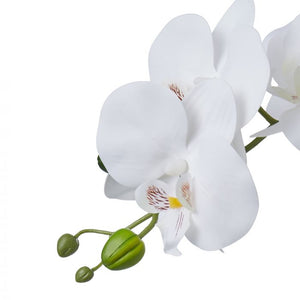 Everlasting - Phalaenopsis Vase White